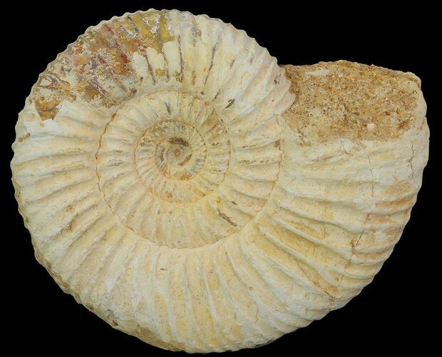 Perisphinctes Ammonite - Jurassic #68173